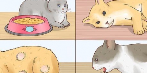 Reduzindo a febre em gatos