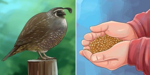 Alimentando codornas