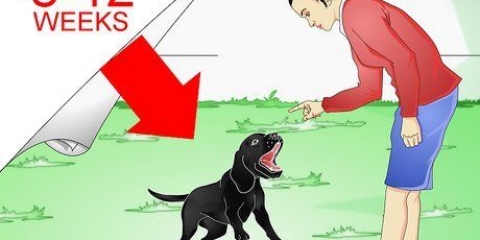 Treinamento de labradores retrievers