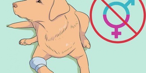 Criação de labradores