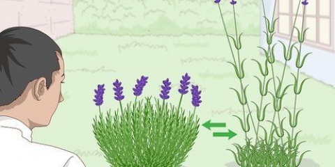 Cultivo de lavanda em vasos