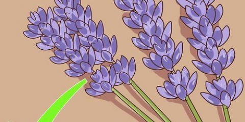 Poda e colheita de lavanda