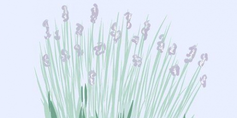 Poda de lavanda
