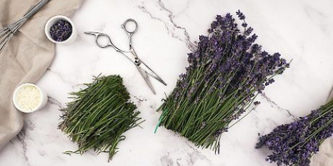 Fazendo óleo de lavanda