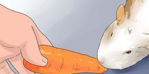 Fazendo lanches saborosos para porquinhos da índia