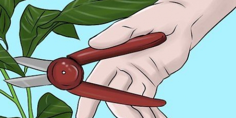 Lâmpadas de lírio hibernação