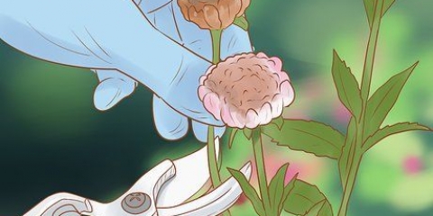 Poda de margaridas