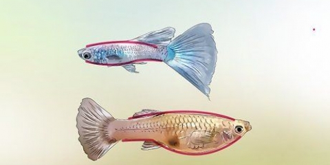 Identificando guppies machos e fêmeas