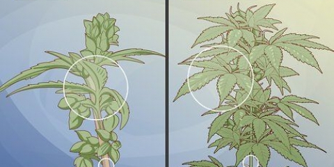 Distinguindo as plantas de cannabis masculinas das femininas