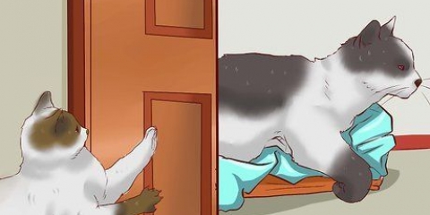 Deixar vários gatos viverem juntos