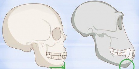 Identificando ossos humanos