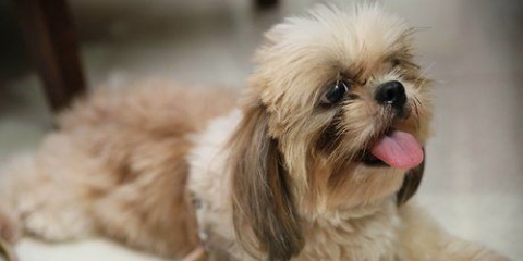 Brincando com um cachorrinho