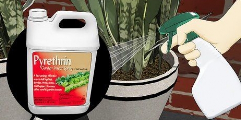 Remova formigas de vasos de plantas
