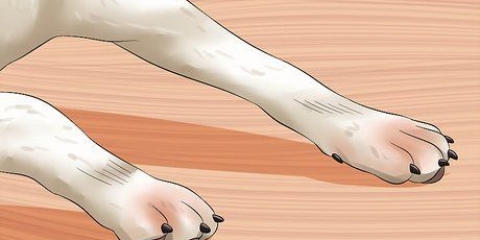 Como tratar ancilostomídeos em cães