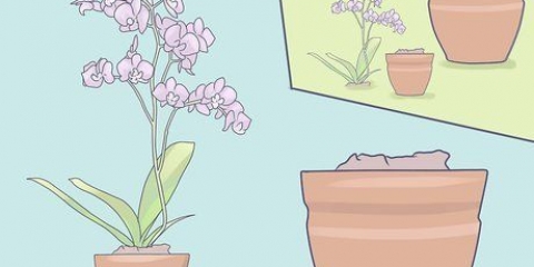 Cuidando de mini orquídeas