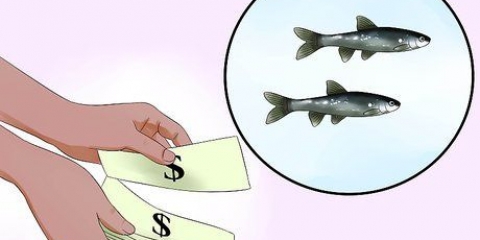 Mantendo os peixinhos vivos