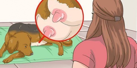 Tratando cadelas com mamilos doloridos ou infectados