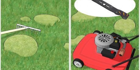 Remova o musgo do seu gramado
