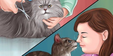 Removendo a cola de ratoeira da pata de um gato