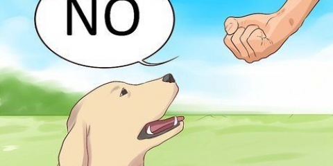 Diga não ao seu cão