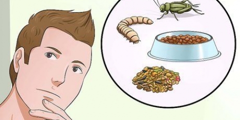 Fazendo comida de emergência para passarinhos