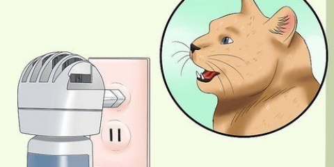 Lidando com um gato no cio