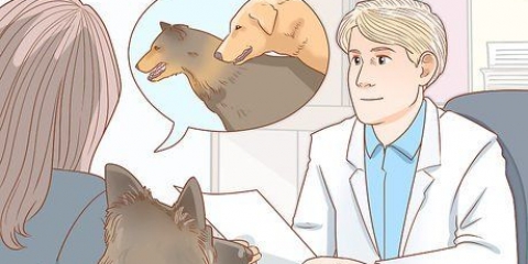 Lidando com problemas comuns de acasalamento em cães