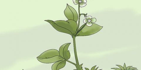 Remova as ervas daninhas com uma enxada