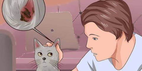 Eliminando ácaros da orelha em gatos