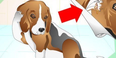 Tratamento de infecções de ouvido em cães