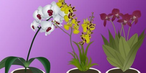 Cultivo de orquídeas