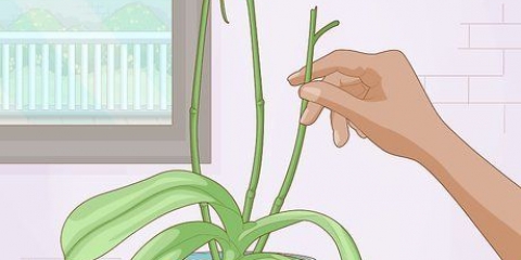 Fazendo as orquídeas florescerem novamente