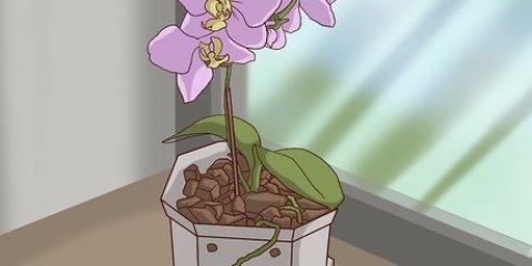Transplante de orquídeas