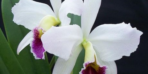 Cuidando das orquídeas