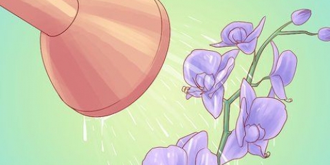 Regar orquídeas