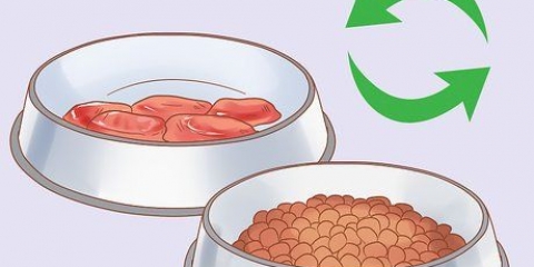 Tratamento de flatulência excessiva em cães