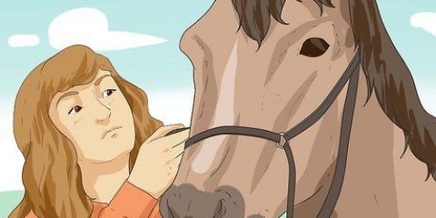 Passeios a cavalo