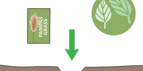 Cultivo de grama dos pampas