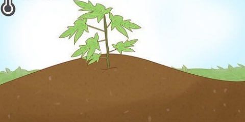 Cultivo de mamão