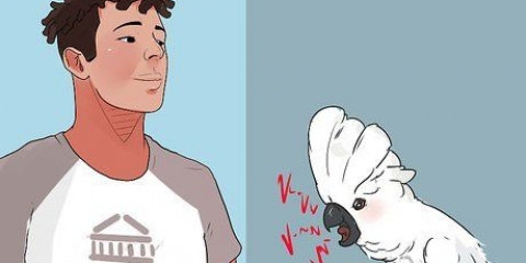 Treinando papagaios para fazer menos barulho
