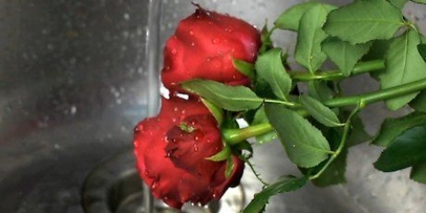 Fazendo perfume de pétalas de rosa