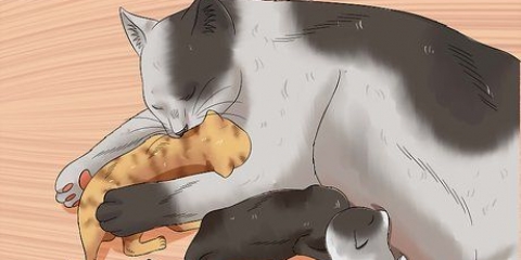 Doando gatinhos recém-nascidos