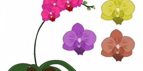 Cuidados com orquídeas phalenopsis (orquídeas borboleta)