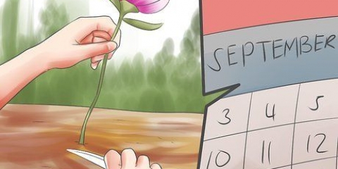 Compartilhando e transplantando peônias