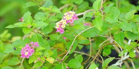 Estacas de plantas