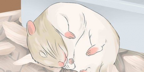 Se divertindo com seu hamster