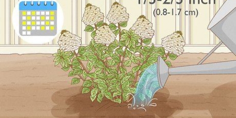Cuidando de hortênsias panículas