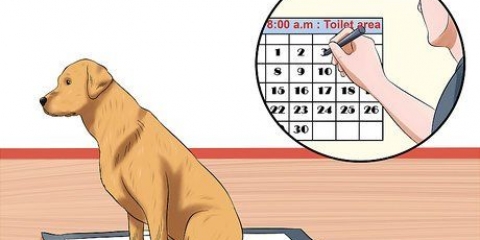 Combinando almofadas de cachorro e treinamento potty