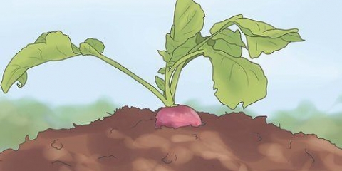 Colhendo rabanetes