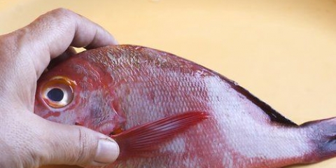 Prepare o pargo vermelho